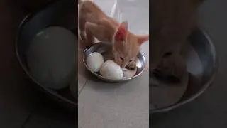 Kitten eating egg #kitten #bts #calmdown #petlover #cookingdiaries