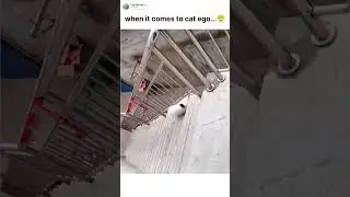 Забавное видео с котами #кошки #тренды #индия