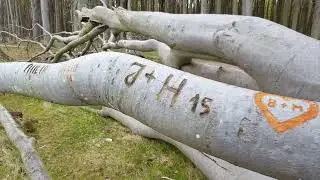 Eine Tour durch den Gespensterwald an der Ostsee im Ostseebad Nienhagen