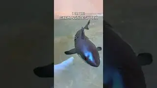 Robo Shark is THE GREATEST!