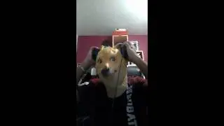 french doge and global warming (read description please)