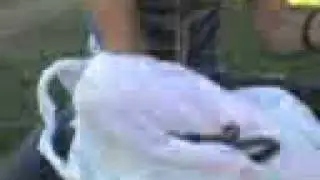 Reencarnacioon de Pushii