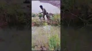 How Farmers in Sindh Irrigate Their Rice Fields