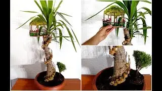 How to make a Fairy House on Yucca plant / Yucca plant decoration