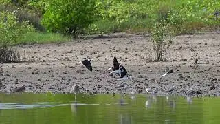 Pied Stilt & BW Stilt
