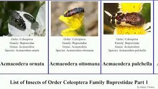 List of Insects of Order Coleoptera Family Buprestidae Part 1 agrilus acmaeodera acmaeoderella