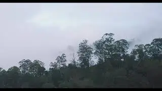 DRONE FOOTAGE OF MISTY FOREST