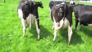 Irish Pure Friesian Open Day