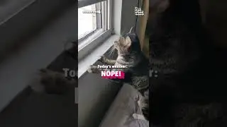 Cat Reacts To Cold Weather Outside Window