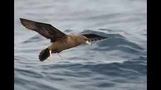 Flesh-footed Shearwater, central North Pacific, 19 April 2022