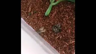 Jumping spider catches a fly
