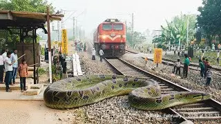 Giant anaconda snake attack train on village / train video #anaconda #train 