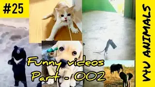 Funny videos of animals part - 002 | #v4uanimals #cats #dogs #mouse #bear #animalvideos