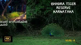 Bhadra tiger reserve | കരടി | Sloth bear on road| Karnataka | JLR  |Better than Kabini ?