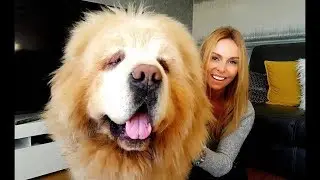 Is It Important To Train Your Dog: Dog Training Techniques