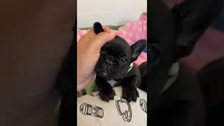 Crying puppy asking for attention (squeaky wheel) #dogs #puppy #pets #funny #cute #shorts