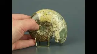 Аммонит Puzosia из Мадагаскара на подставке