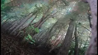 Mild wind blowing (Ambient sounds)
