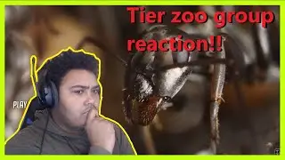 The Insect Tier List | Tier Zoo Group REACTION!!