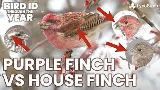 How to Identify Purple Finch vs House Finch