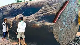 BATANG KAYU JATI HITAM DI KONSUMSI MAKHLUK LAIN !! - sawmill 