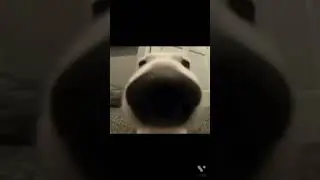 DOG SNIFFING MEME