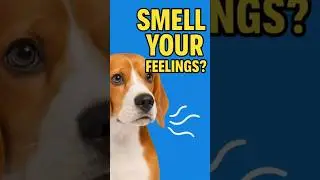 How Is This Even Possible? What Dogs Can Smell&hellip;