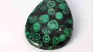 Kaurimuschel Anh&auml;nger 48x30 mm