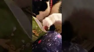 Baby the polydactyl cat sneaks snack using her thumbs ! (Her  what? )😱