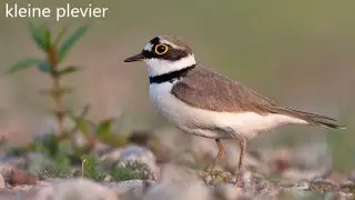 20210423 KLEINE PLEVIER (LITTLE RINGED PLOVER)