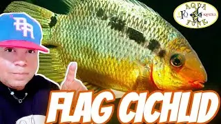 🔴 FLAG CICHLID ( Mesonauta festivus ) SPECIES SPOTLIGHT AND CARE GUIDE.