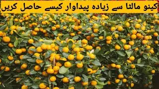 How to get maximum fruiting from citrus 🍊🍊 in Pakistan || Citrus plants care