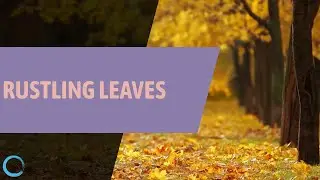 Rustling Leaves - Leaves Falling From Trees - Autumn Leaves Falling
