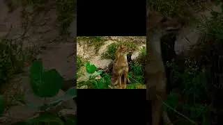 #goldenjackalwolf #wolfhowlingsound #siyal #siyar #jackal #jackalsound