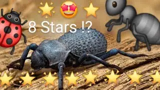 Star Up IRON BEETLE ! Ants Underground Kingdom tips gameplay