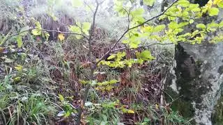 Fungaia di Porcini vincente da 15 gg.