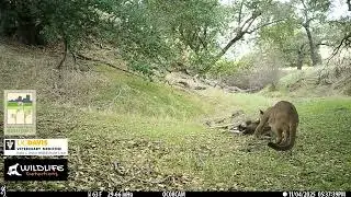 Mountain Lion Dragging a Deer Carcass