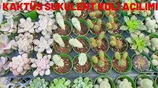 Kaktüs Sukulent Koli Açılımı