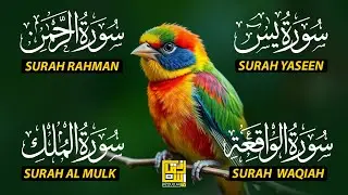 Magical Recitation Surah Yaseen (Yasin) | Surah Rahman | Surah Waqiah | Surah Mulk EP156