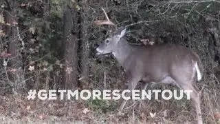 Buck Making Scrape