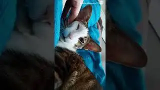 Дерзкий кот поставил хозяйку на место😁✌🏻 #shorts #funnycats