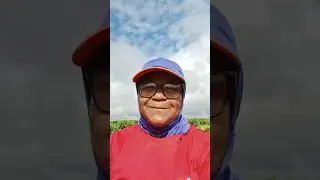 Hoje voltei trabalhar plantando café mesmo com chuva o o trabalho continou #registro de vida #roça #