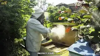 Safe & Professional Bee Removal Services | Mr. Bee Removal