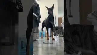 Doberman and tabby cat&rsquo;s friendship 🥰 #doberman #dogs #cat