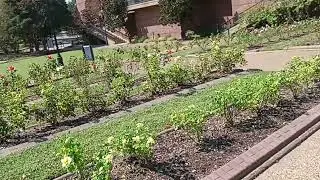 Lower Level at the Tyler Rose Garden 