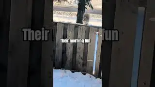 Morning fun #simplejoys #happiness #squirrelfriend #snow #explorer #cuteanimals #cute