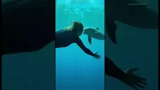Dolphins are so smart !
