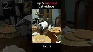 Top 5 funnies cat videos part 12