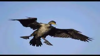 Funny Bird Crashing - Animal Fails