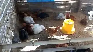 Pollos finqueros mejorados.